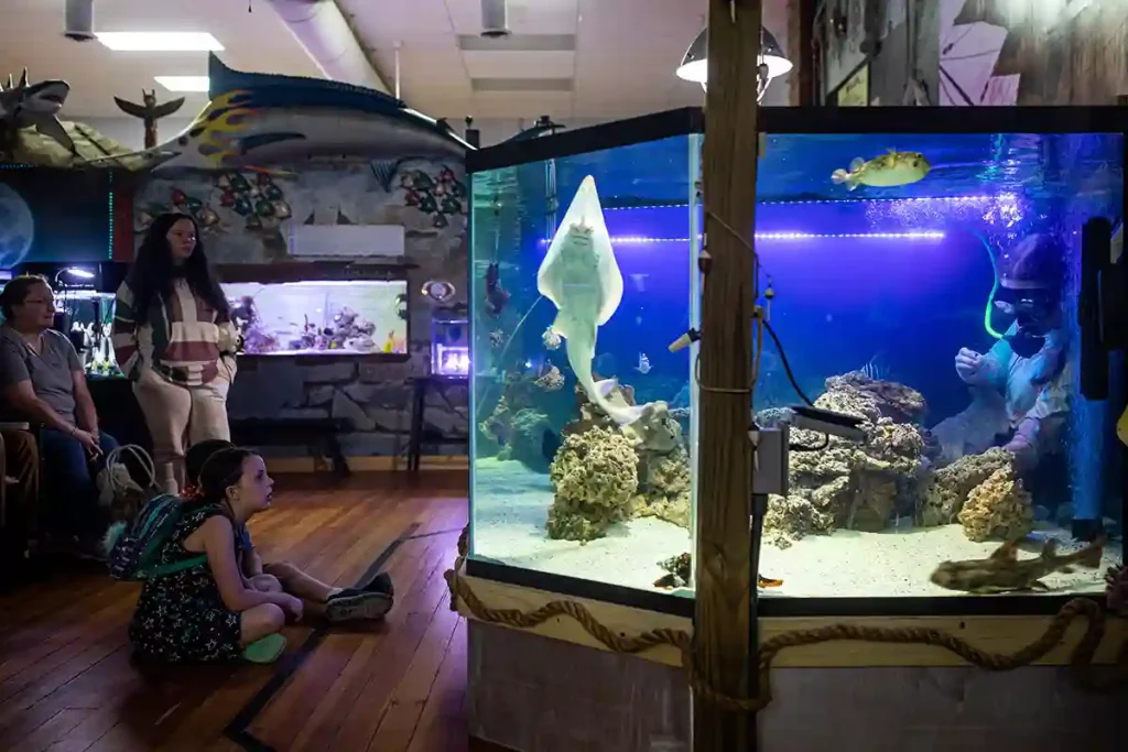 aquarium & shark lab by team ecco